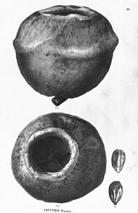 لسیتیس پایسونیس